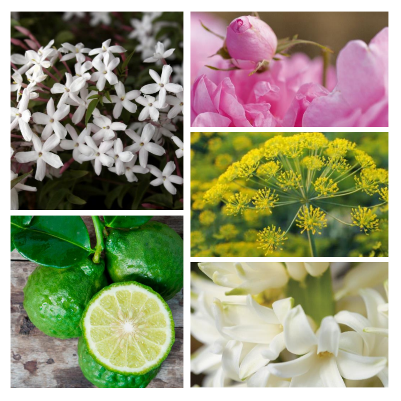 "F92 Florale Boisée" une alternative à "Dune®" de Christian Dior