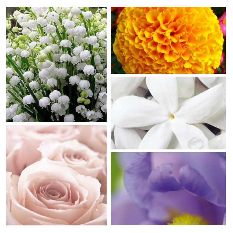 "F97 Florale Florale" une alternative à "Organza®" de Givenchy