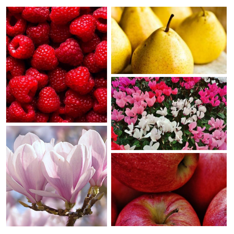 "F104 Florale Fruitée" une alternative à "Irrésistible®" de Givenchy