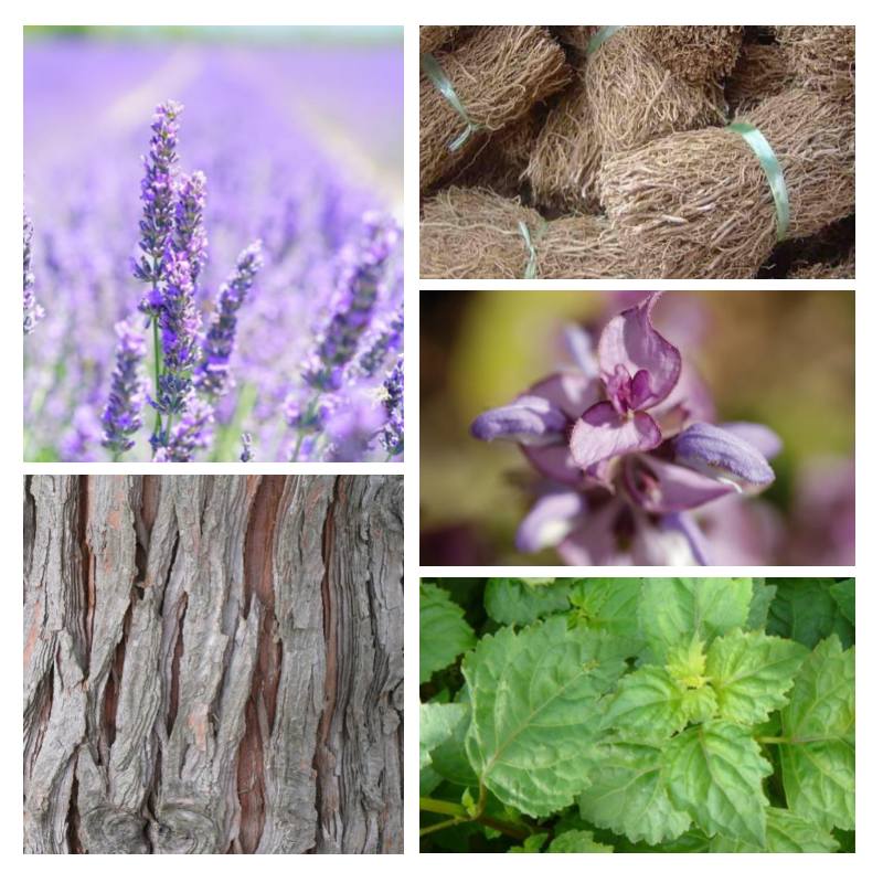 "H81 Aromatique Boisée" une alternative à "Phantom®" de Paco Rabanne