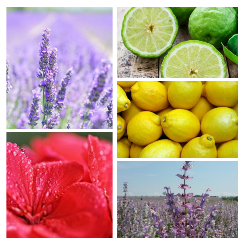 "H85 Hespéridée Aromatique" une alternative à "Pour Un Homme de Caron®" de Caron